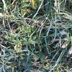 Potentilla recta at Garran, ACT - 4 Jul 2020