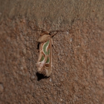 Cosmodes elegans (Green Blotched Moth) at Black Range, NSW - 1 Jul 2020 by AndrewMcCutcheon