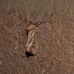 Cosmodes elegans (Green Blotched Moth) at Black Range, NSW - 1 Jul 2020 by AndrewMcCutcheon
