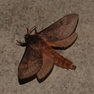 Oxycanus silvanus at Black Range, NSW - 1 Jul 2020