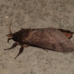 Oxycanus silvanus at Black Range, NSW - 1 Jul 2020