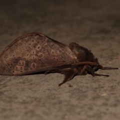 Oxycanus silvanus at Black Range, NSW - 1 Jul 2020