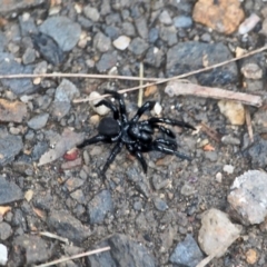 Missulena dipsaca at Nelson, NSW - 26 Jun 2020 by RossMannell