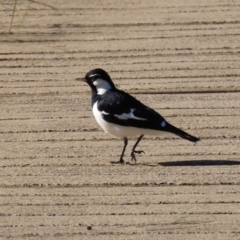 Grallina cyanoleuca (Magpie-lark) at Franklin, ACT - 4 Jul 2020 by RodDeb