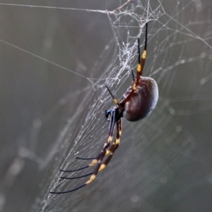 Nephila plumipes at Nelson, NSW - 26 Jun 2020