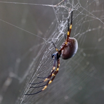 Trichonephila plumipes (Humped golden orb weaver) at Nelson, NSW - 26 Jun 2020 by RossMannell