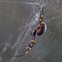 Nephila plumipes (Humped golden orb-weaver) at Nelson, NSW - 26 Jun 2020 by RossMannell