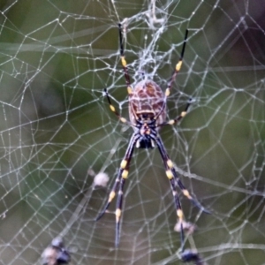 Nephila plumipes at Nelson, NSW - 26 Jun 2020