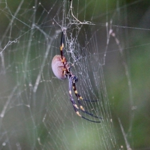 Nephila plumipes at Nelson, NSW - 26 Jun 2020