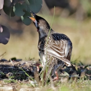 Anthochaera carunculata at Franklin, ACT - 4 Jul 2020