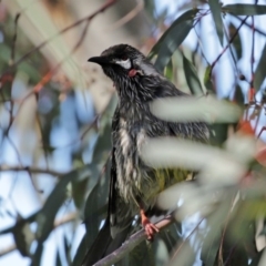 Anthochaera carunculata at Franklin, ACT - 4 Jul 2020