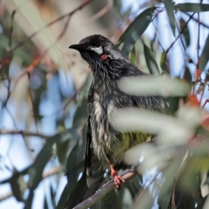 Anthochaera carunculata at Franklin, ACT - 4 Jul 2020