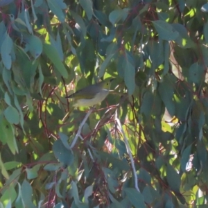 Ptilotula penicillata at Franklin, ACT - 4 Jul 2020