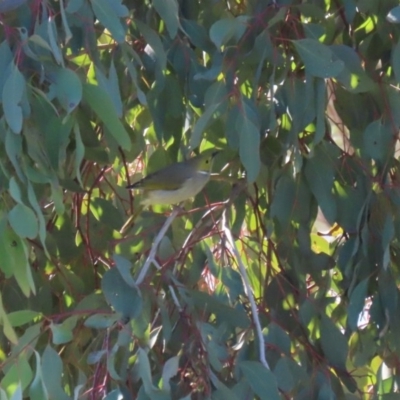 Ptilotula penicillata (White-plumed Honeyeater) at Gungaderra Creek Ponds - 4 Jul 2020 by RodDeb