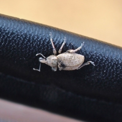 Polyphrades paganus (A weevil) at Nelson, NSW - 26 Jun 2020 by RossMannell