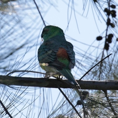 Psephotus haematonotus (Red-rumped Parrot) at Franklin, ACT - 4 Jul 2020 by RodDeb