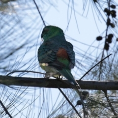 Psephotus haematonotus (Red-rumped Parrot) at Gungaderra Creek Ponds - 4 Jul 2020 by RodDeb