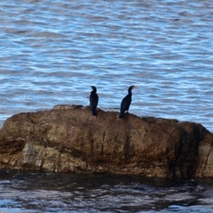 Phalacrocorax carbo at Nelson, NSW - 26 Jun 2020 02:10 PM