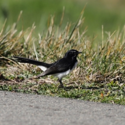 Rhipidura leucophrys (Willie Wagtail) at Franklin, ACT - 4 Jul 2020 by RodDeb