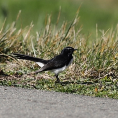 Rhipidura leucophrys (Willie Wagtail) at Gungaderra Creek Ponds - 4 Jul 2020 by RodDeb