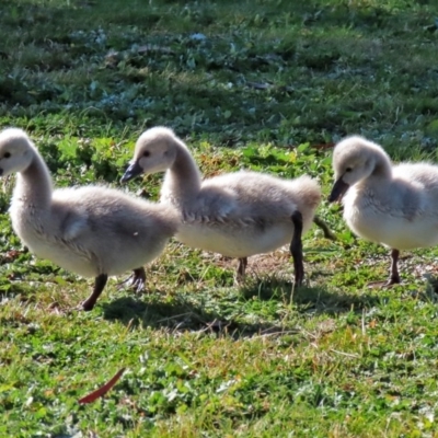 Cygnus atratus (Black Swan) at Franklin, ACT - 4 Jul 2020 by RodDeb