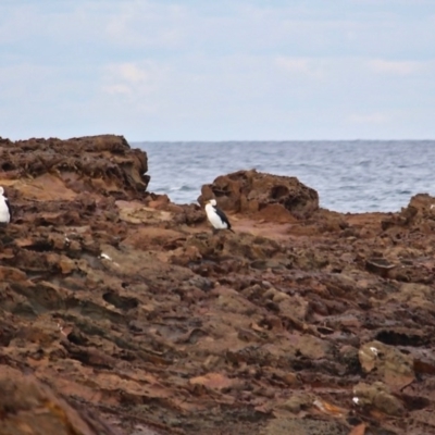 Microcarbo melanoleucos (Little Pied Cormorant) at Wapengo, NSW - 30 Jun 2020 by RossMannell