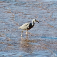 Egretta novaehollandiae (White-faced Heron) at Tathra, NSW - 23 Jun 2020 by RossMannell