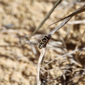 Simosyrphus grandicornis at Tathra, NSW - 23 Jun 2020 12:22 PM