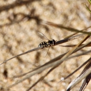 Simosyrphus grandicornis at Tathra, NSW - 23 Jun 2020