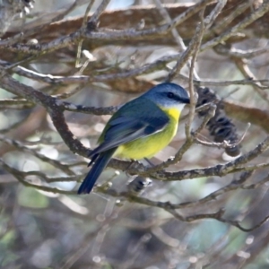 Eopsaltria australis at Tathra, NSW - 23 Jun 2020