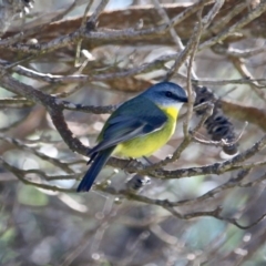 Eopsaltria australis (Eastern Yellow Robin) at Tathra, NSW - 23 Jun 2020 by RossMannell
