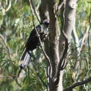 Eudynamys orientalis at Hawker, ACT - 7 Jan 2008