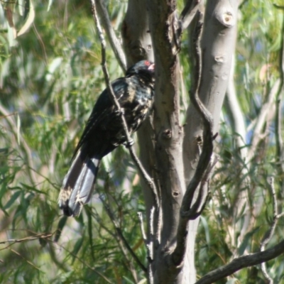 Eudynamys orientalis (Pacific Koel) at Hawker, ACT - 6 Jan 2008 by Alison Milton