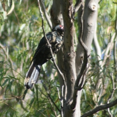 Eudynamys orientalis (Pacific Koel) at Hawker, ACT - 7 Jan 2008 by AlisonMilton