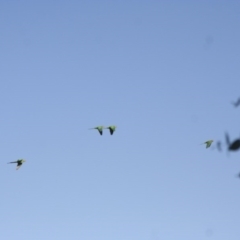 Polytelis swainsonii (Superb Parrot) at Hawker, ACT - 6 Jan 2008 by Alison Milton