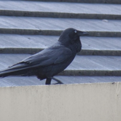 Corvus coronoides (Australian Raven) at Higgins, ACT - 17 Oct 2010 by AlisonMilton