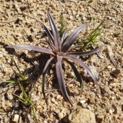 Stylidium sp. (Trigger Plant) at Tennent, ACT - 5 Jul 2020 by nath_kay