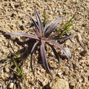 Stylidium sp. at Tennent, ACT - 5 Jul 2020