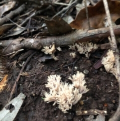 Clavulina coralloides (Spiky Coral) at Wattamolla, NSW - 2 Jul 2020 by WattaWanderer