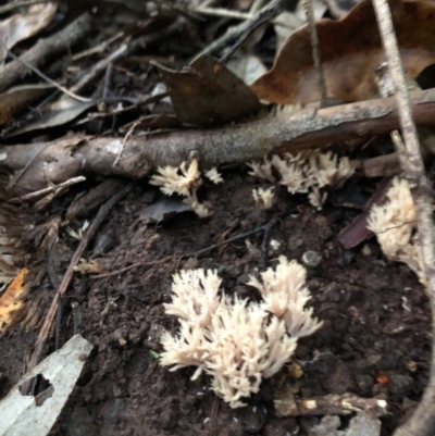 Clavulina coralloides (Spiky Coral) at Wattamolla, NSW - 1 Jul 2020 by WattaWanderer