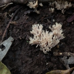 Clavulina coralloides at Wattamolla, NSW - 2 Jul 2020 06:31 AM