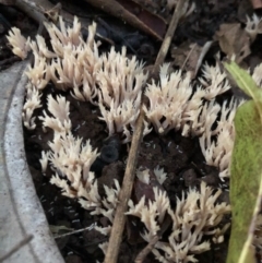 Clavulina coralloides at Wattamolla, NSW - 2 Jul 2020 06:31 AM