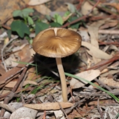 Oudemansiella 'radicata group' (Rooting shank) at Acton, ACT - 3 Jul 2020 by Tim L