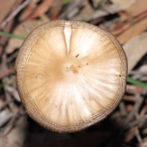 Oudemansiella gigaspora group at Acton, ACT - 3 Jul 2020