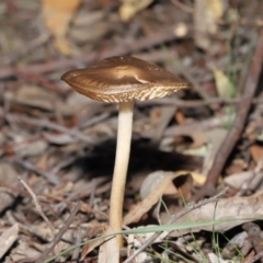 Oudemansiella gigaspora group at Acton, ACT - 3 Jul 2020