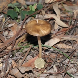 Oudemansiella gigaspora group at Acton, ACT - 3 Jul 2020