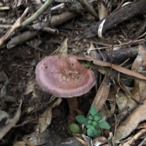 Cortinarius sp. at Wattamolla, NSW - 2 Jul 2020 10:07 PM