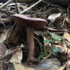 Cortinarius sp. at Wattamolla, NSW - 2 Jul 2020 10:07 PM