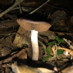 Cortinarius sp. at Wattamolla, NSW - 2 Jul 2020