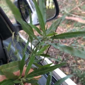 Dodonaea truncatiales at Wattamolla, NSW - 3 Jul 2020